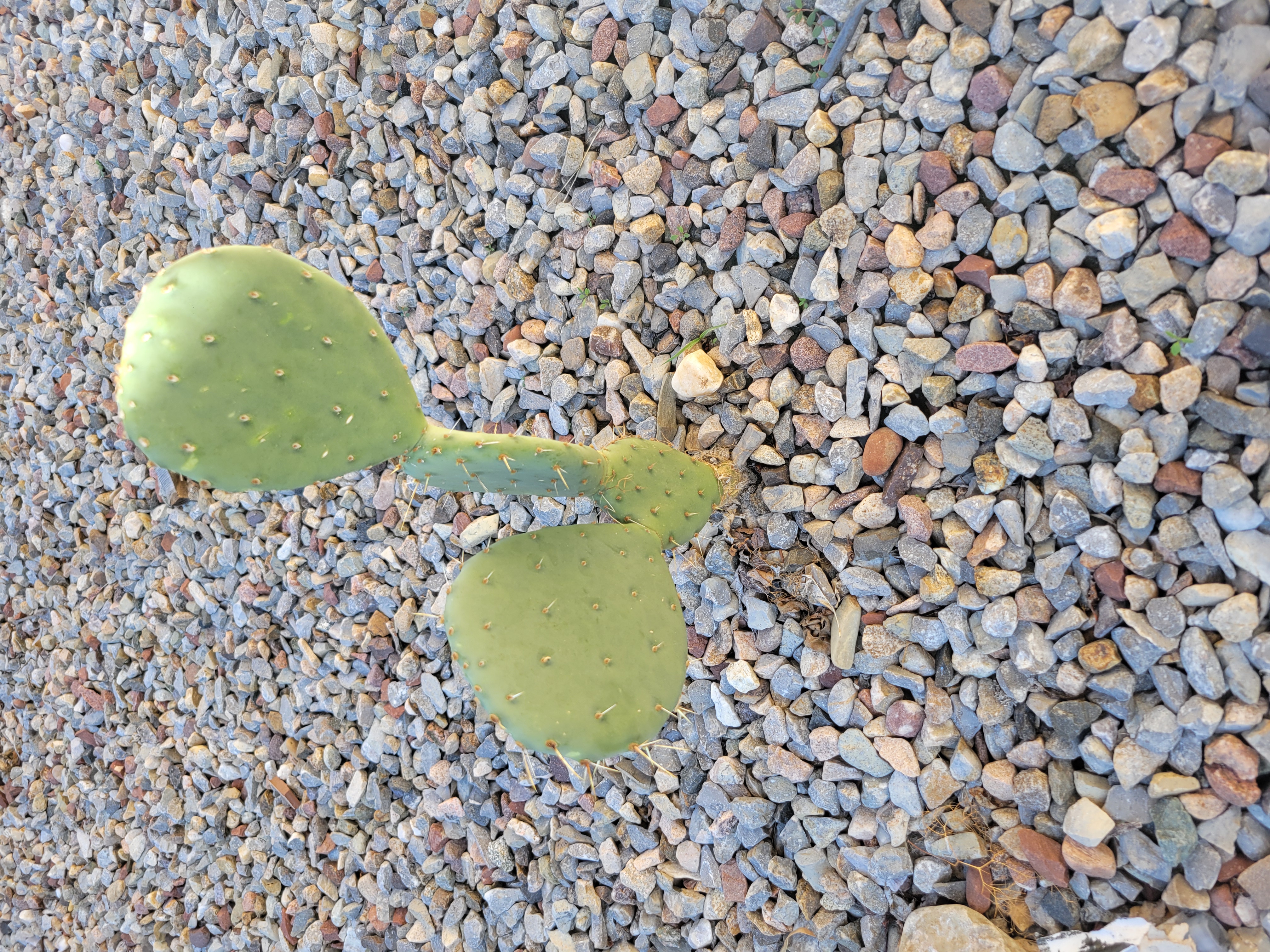 Prickly pear cactus surrounded by rocks